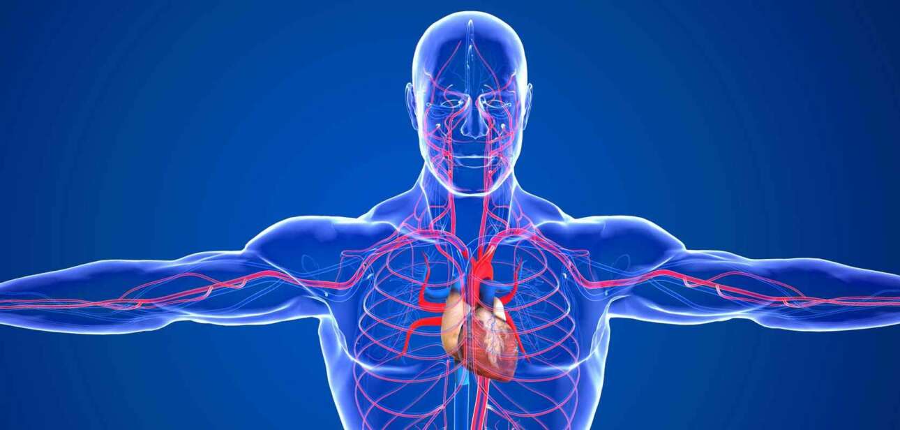 Improve Blood Circulation