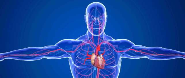 Improve Blood Circulation