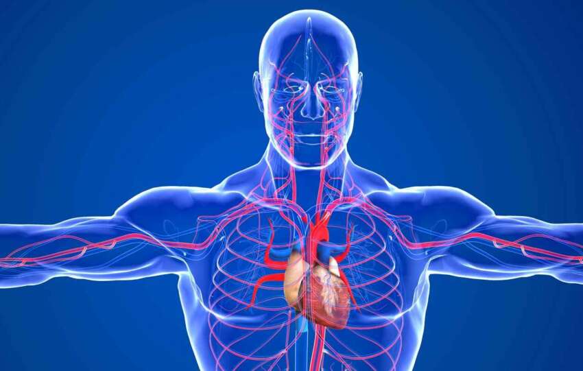 Improve Blood Circulation