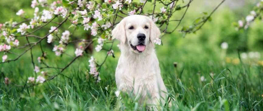 Dog Adoption Guide