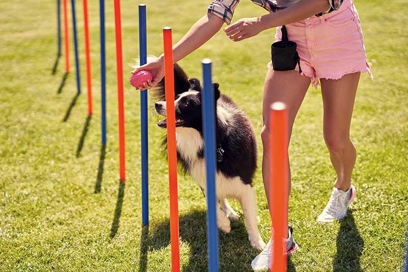 Dog exercise pen