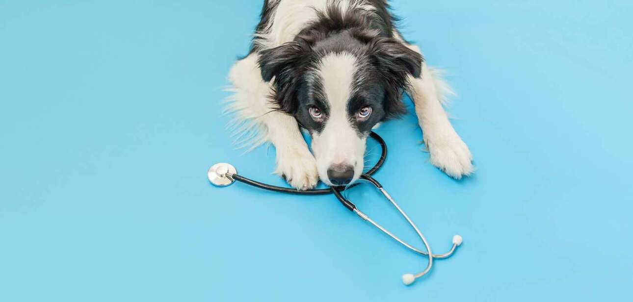 Dogs Sterilisation
