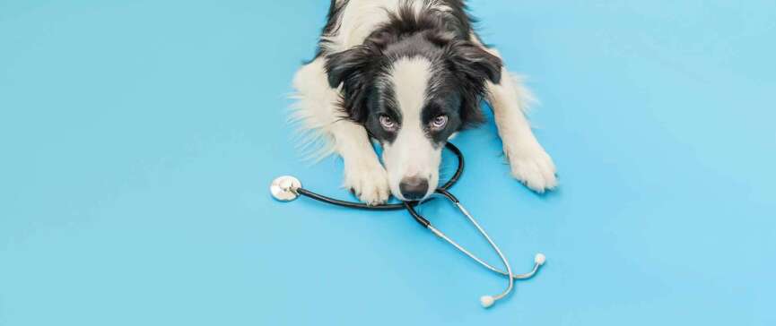 Dogs Sterilisation