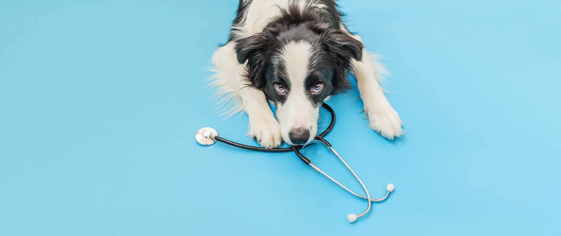Dogs Sterilisation