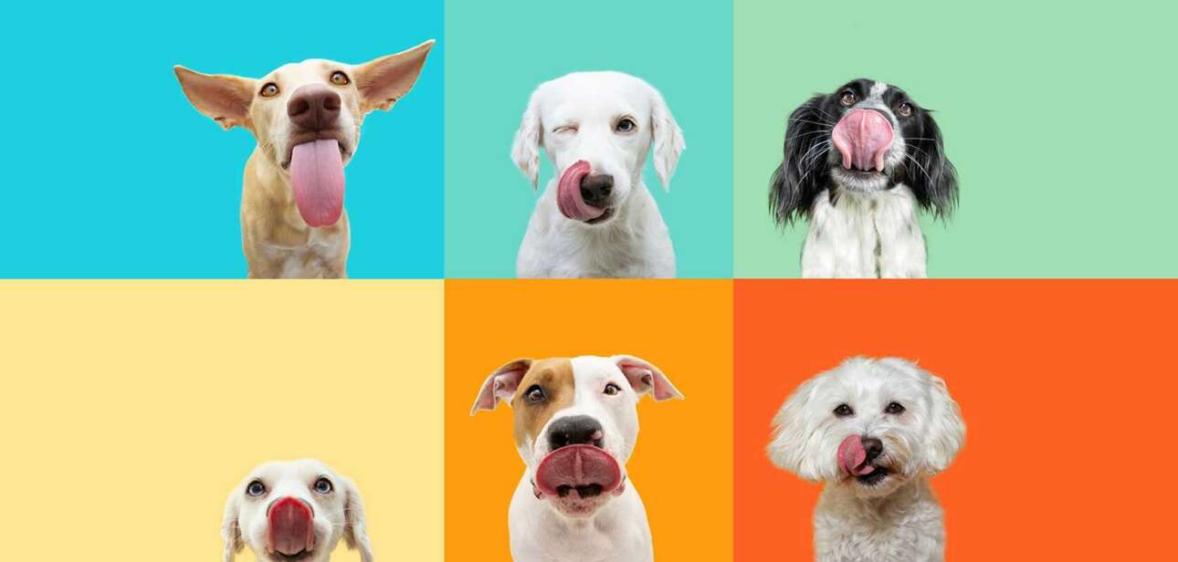 Grain Free Dog Foods