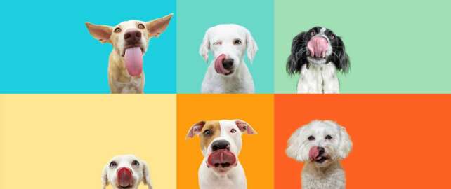 Grain Free Dog Foods