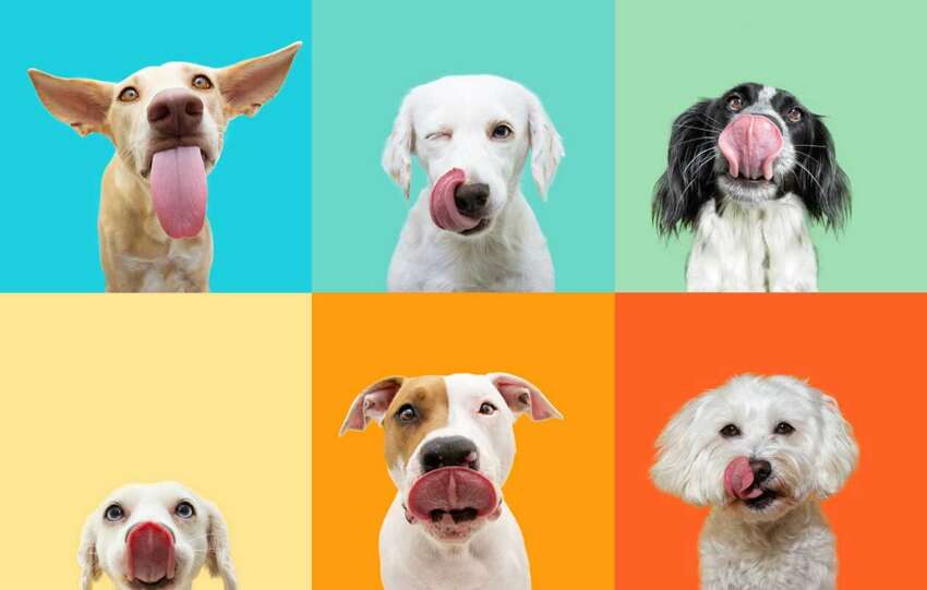 Grain Free Dog Foods