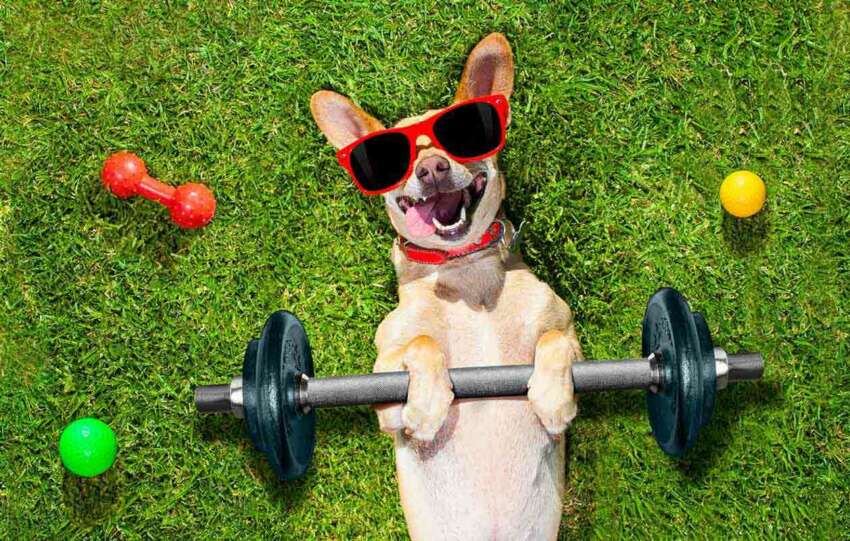 Regular-Exercise-For-Dogs