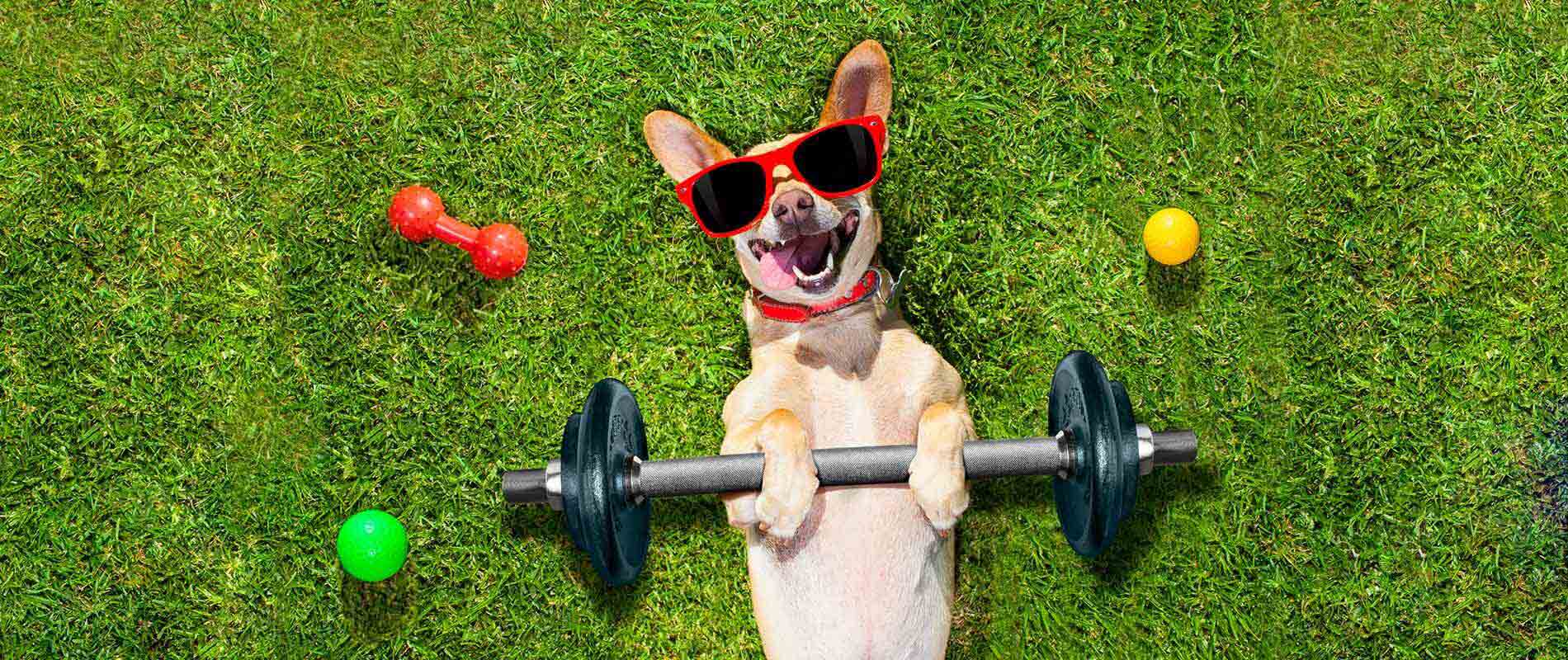 Regular-Exercise-For-Dogs
