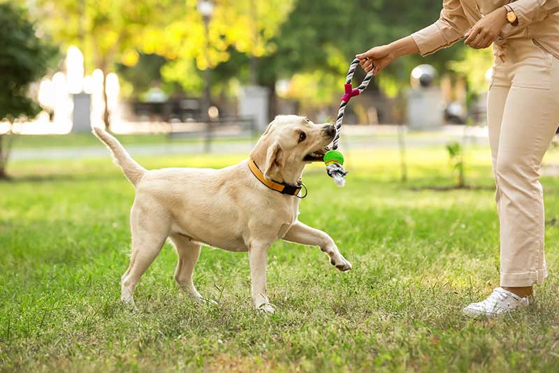 Temperament, trainability and energy level