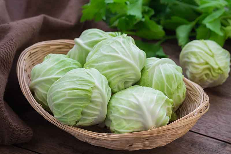 Cabbage