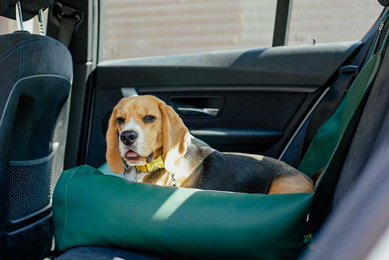 Car rental
