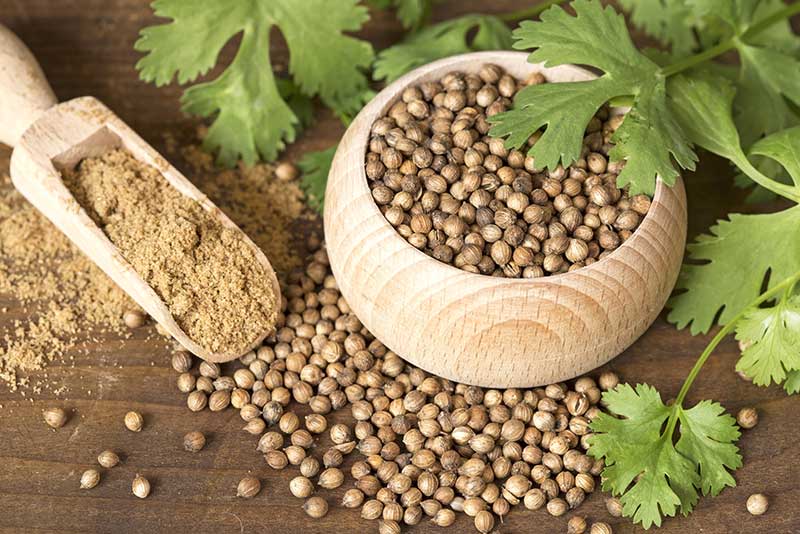 Coriander Seeds
