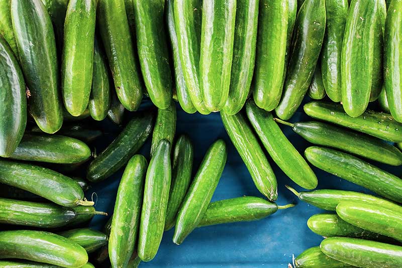 Cucumber