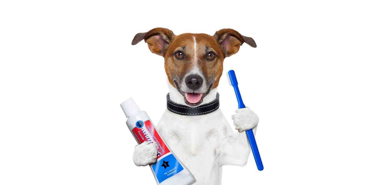Dental Health For Dogs