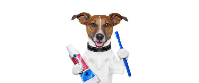 Dental Health For Dogs