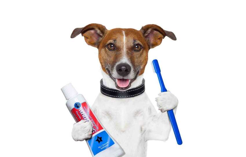 Dental Health For Dogs
