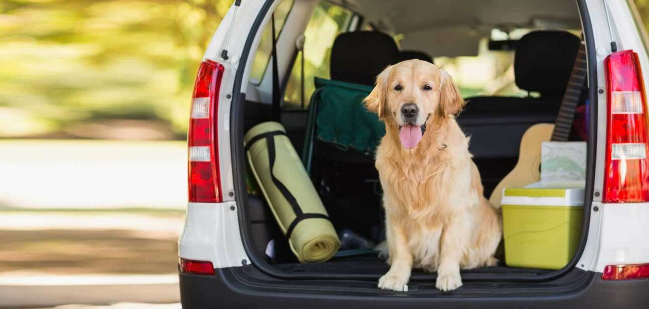 How To Plan Your Road Trip With Dogs