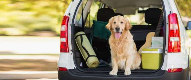 How To Plan Your Road Trip With Dogs