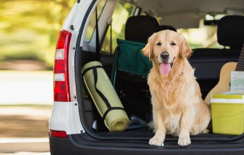 How To Plan Your Road Trip With Dogs