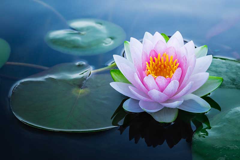 Transcendental-Meditation-Effects-