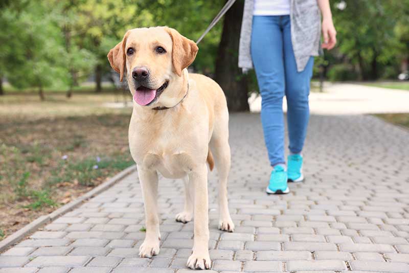 Walking your dog/pet