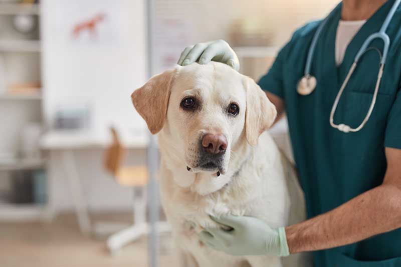 Fewer visits to the veterinarian