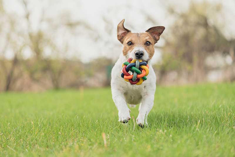 Stronger bones health