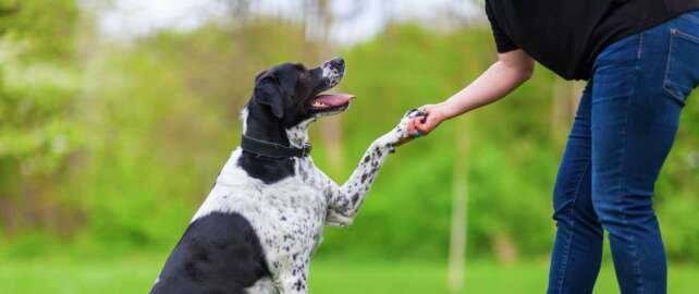 socialize your dog