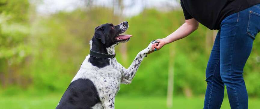 socialize your dog