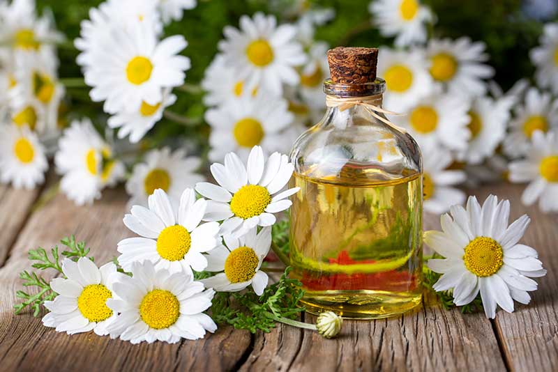 Chamomile oil