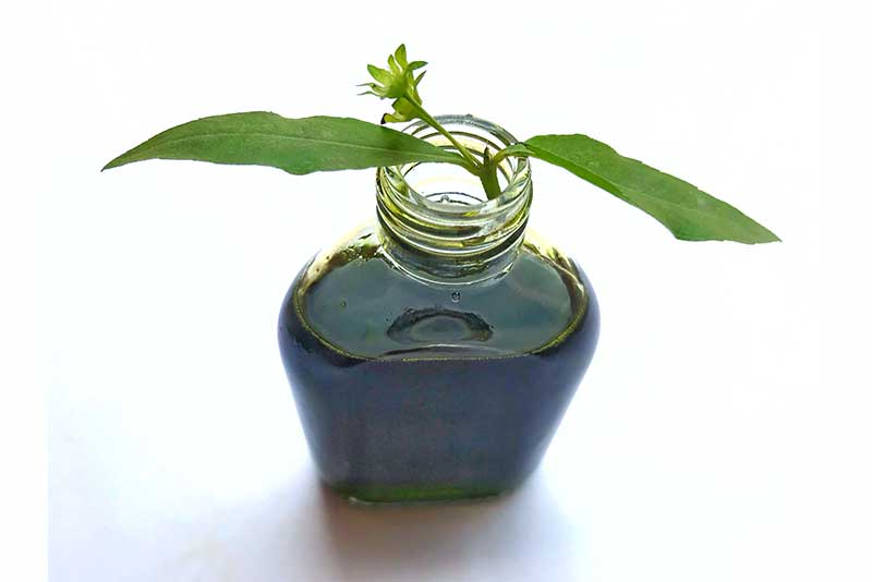 Bhringraj Oil Massage