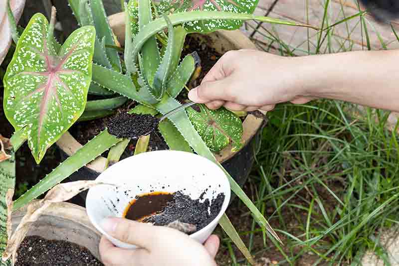 Coffee Grounds fertilizer