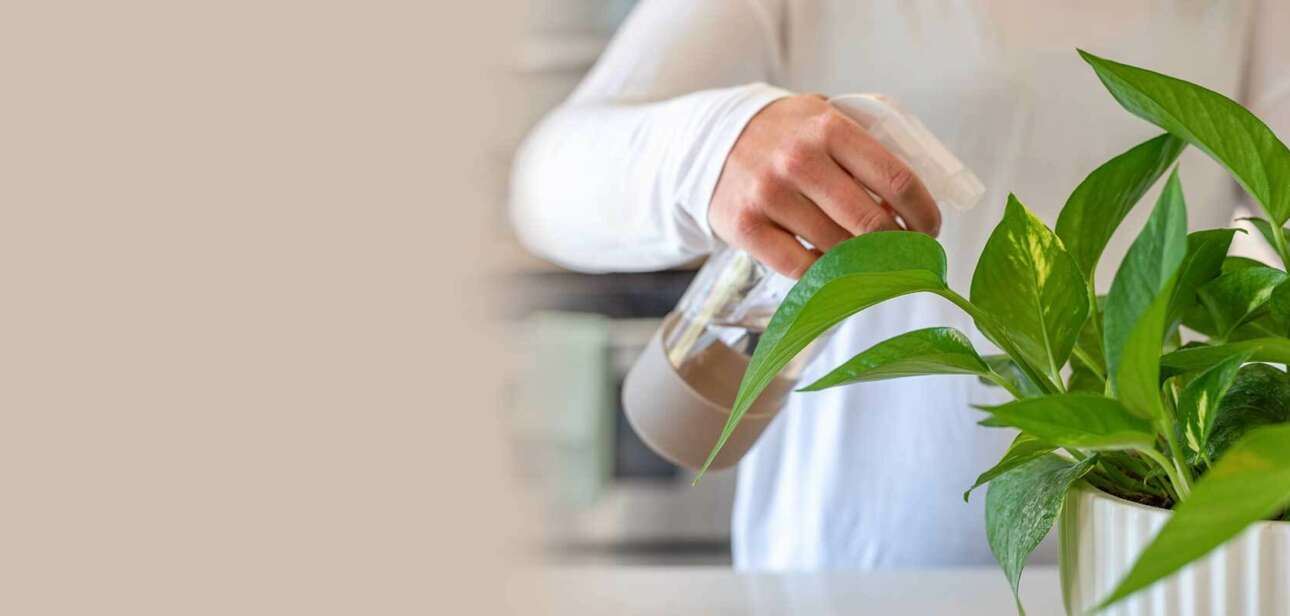 Homemade Pesticide For Plants