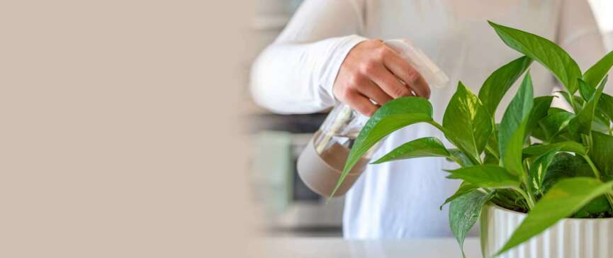 Homemade Pesticide For Plants