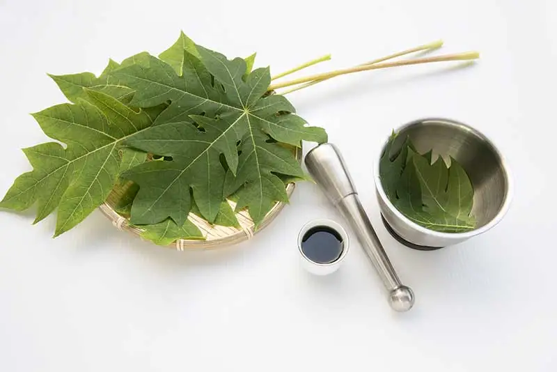 Papaya-Leaf-Extract
