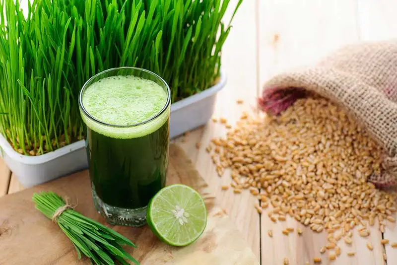 Wheat-Grass-Juice
