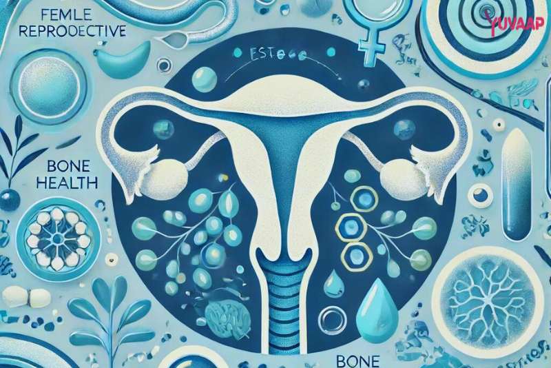Illustration of Estrogen Hormone Functions